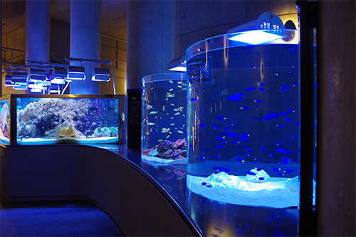 Aquarium Umitamago